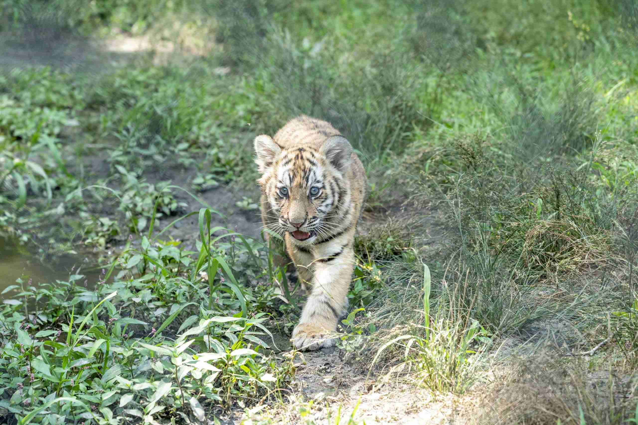 Wildlife Safari welcomes tiger cubs, Business